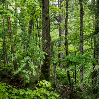 Ein Mischwald mit Ahorn, Tannen, Birken und Buchen.