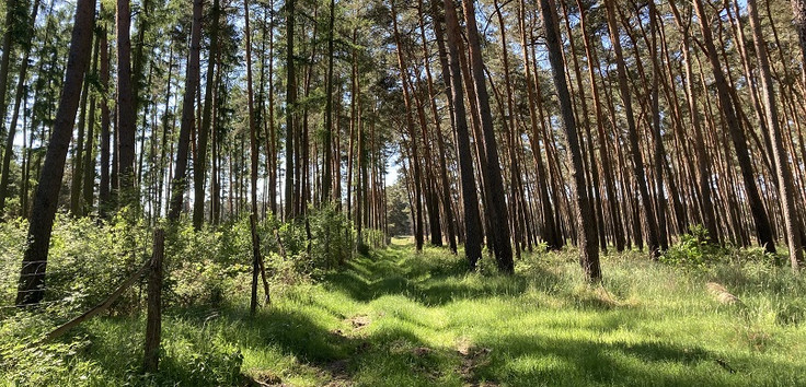 Auf dem Bild sieht man links die geschützte Aufforstung, die mit ELER-Mitteln der Europäischen Union gefördert wurde. Der Waldteil im rechten Bild weist deutlich weniger nachwachsenden Mischwald auf, da die Wildtiere kaum Verjüngung des Waldes zulassen.