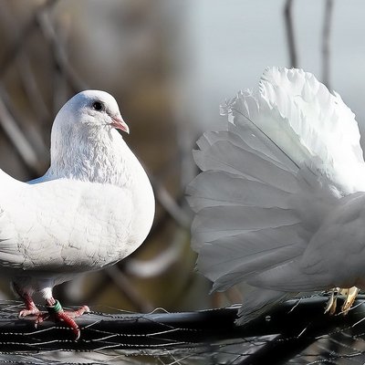 Die Taube, Symbol des Friedens. Foto: pixabay