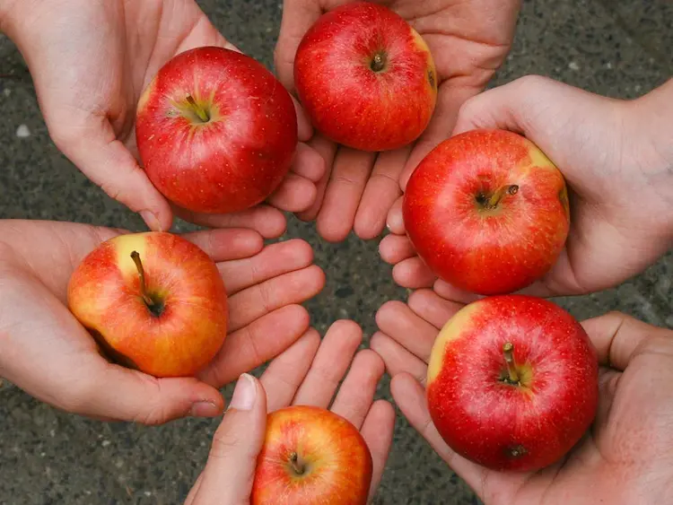 Handflächen im Kreis halten rote Äpfel